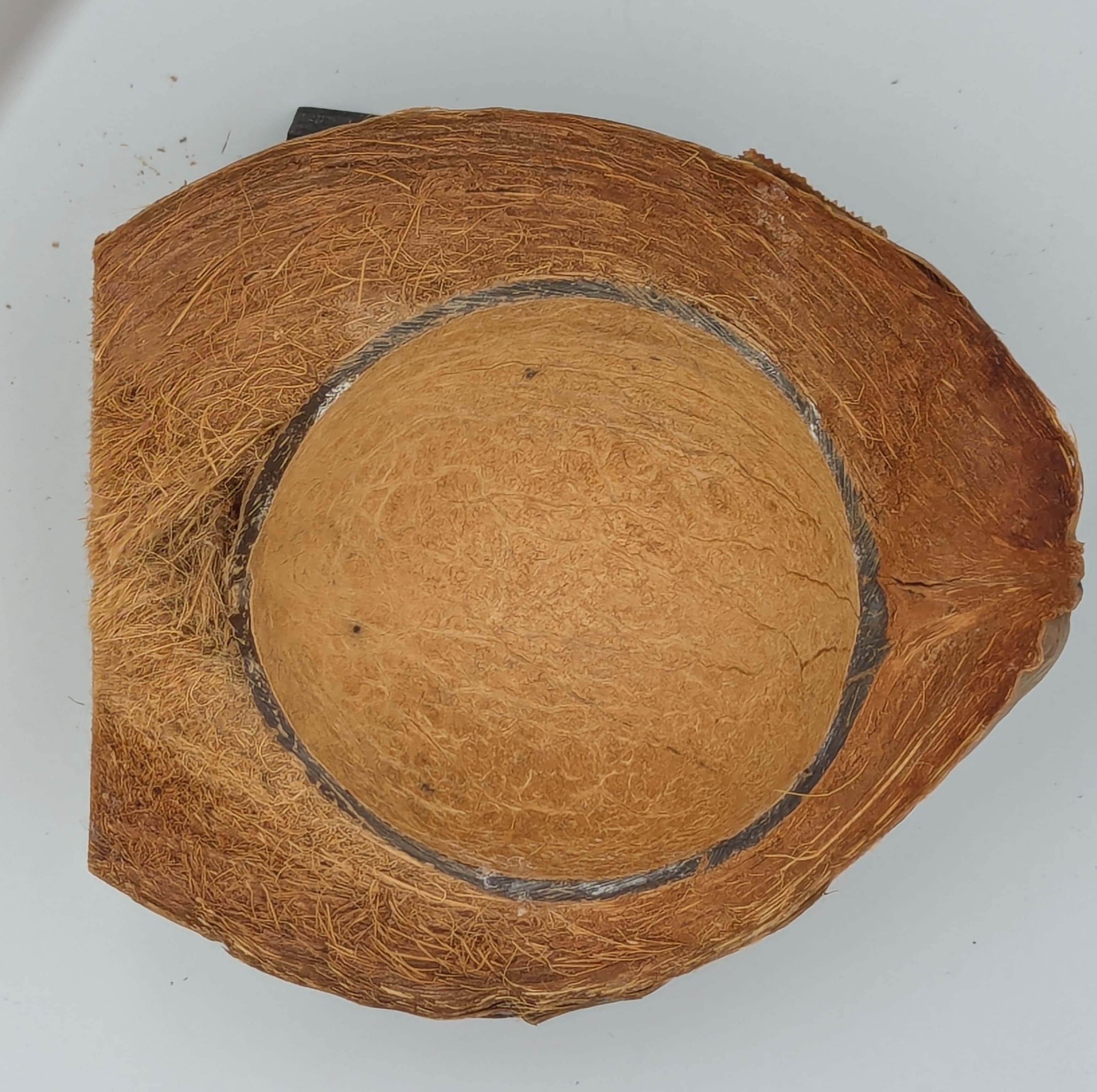 My grandson wanted to see what was inside the coconut so I cut it up with my bandsaw.