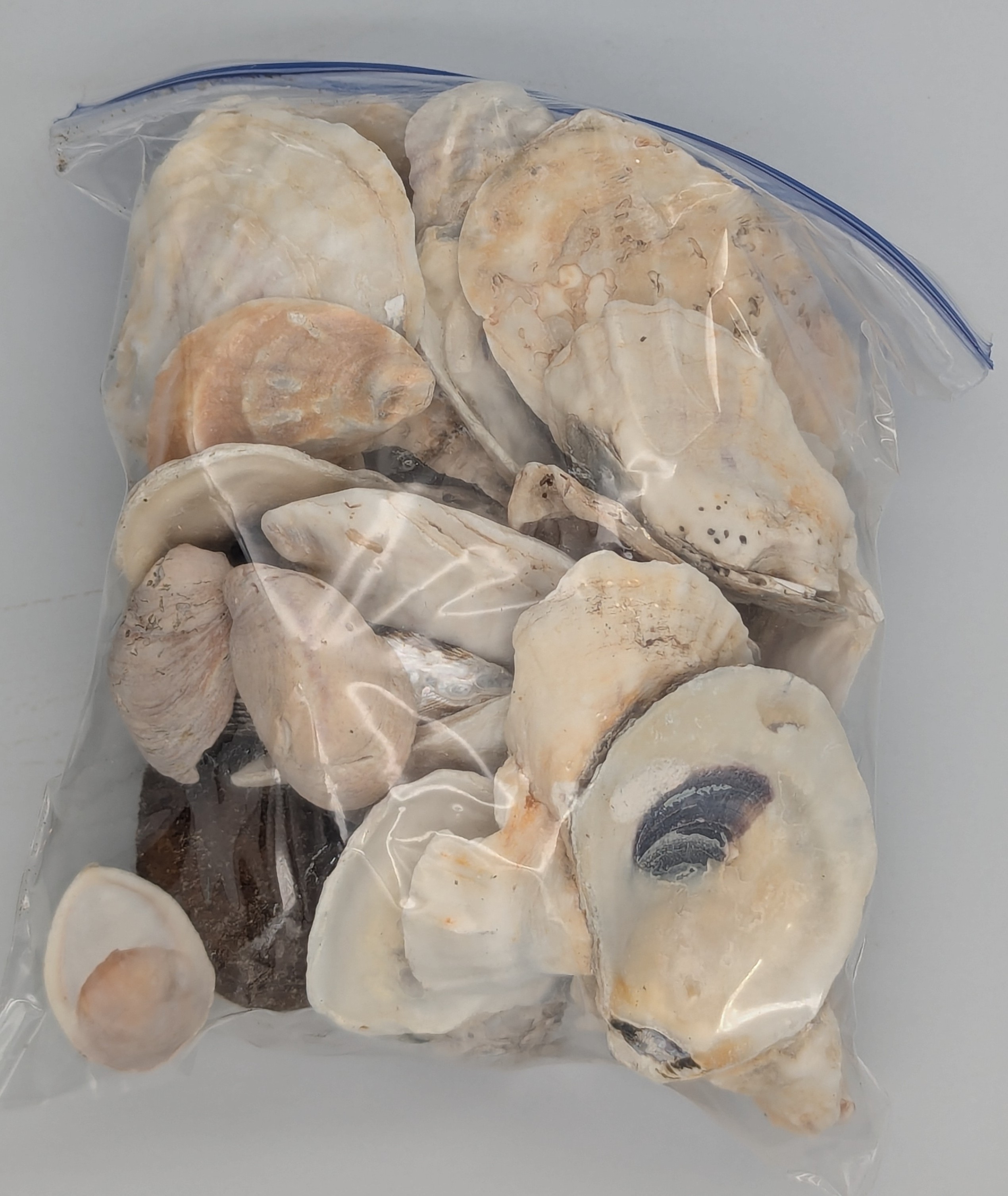 Mostly oyster shells.