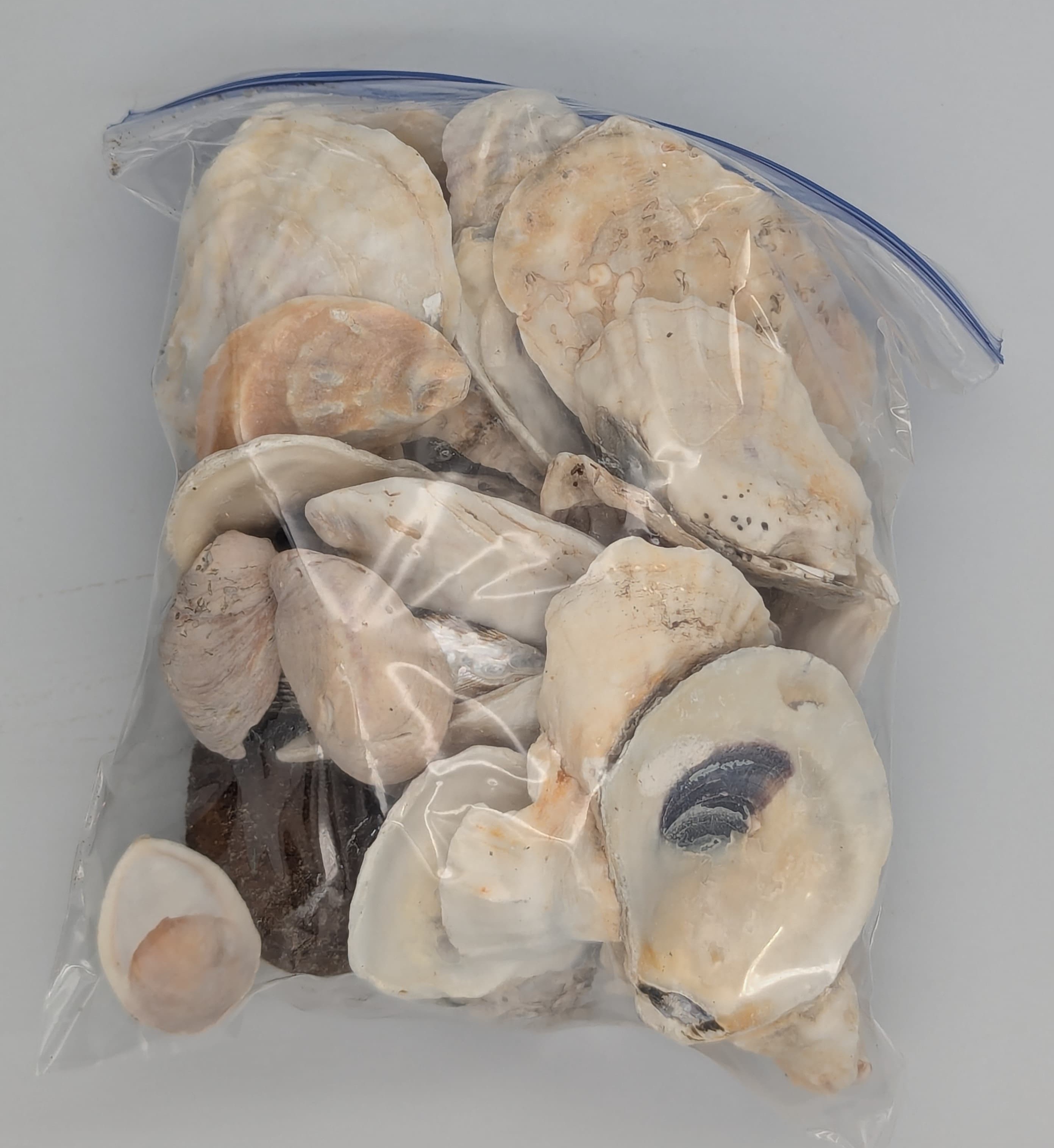 Mostly oyster shells but it looks like there is a fishing lure in there too.