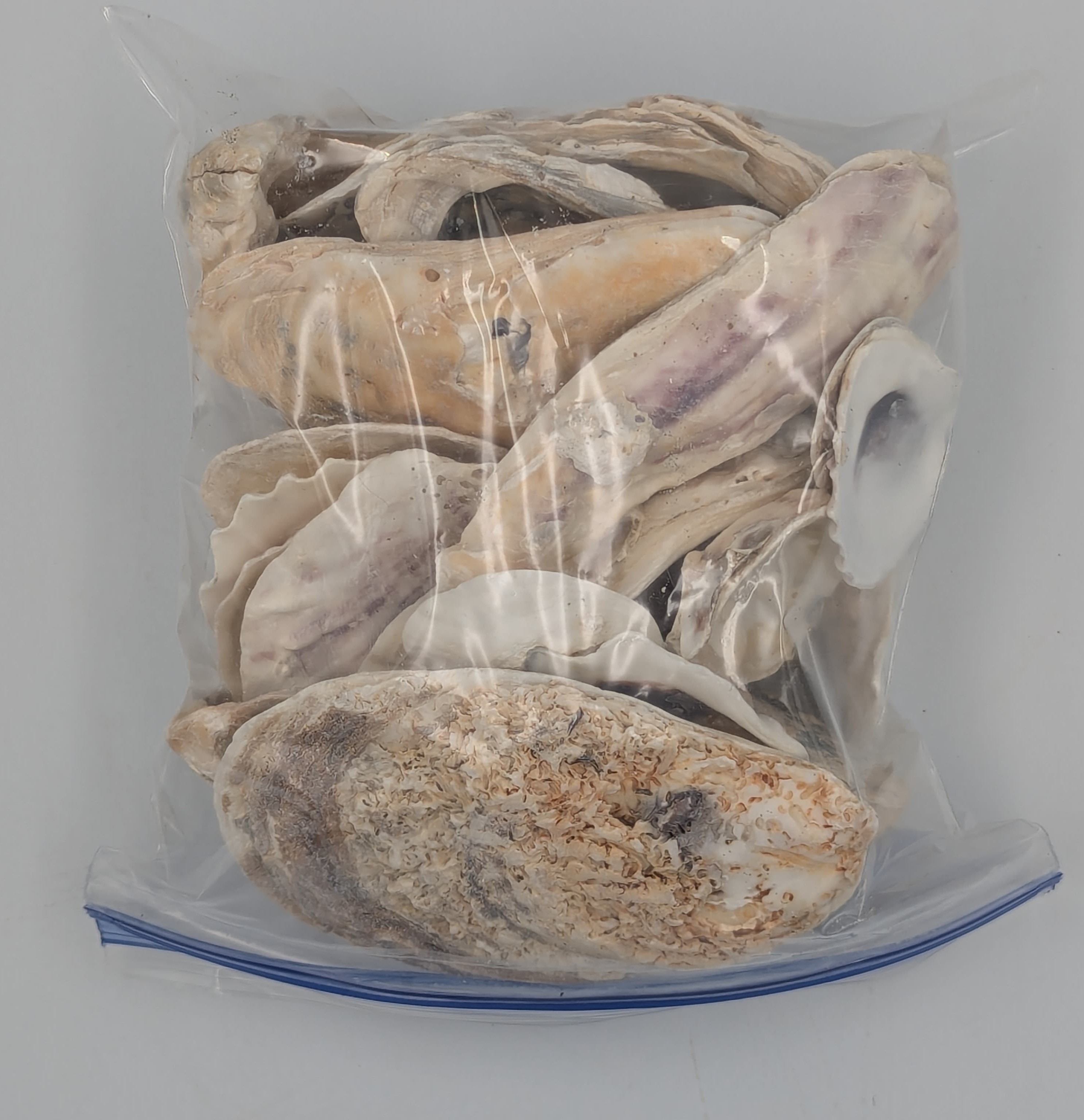 Mostly oyster shells.