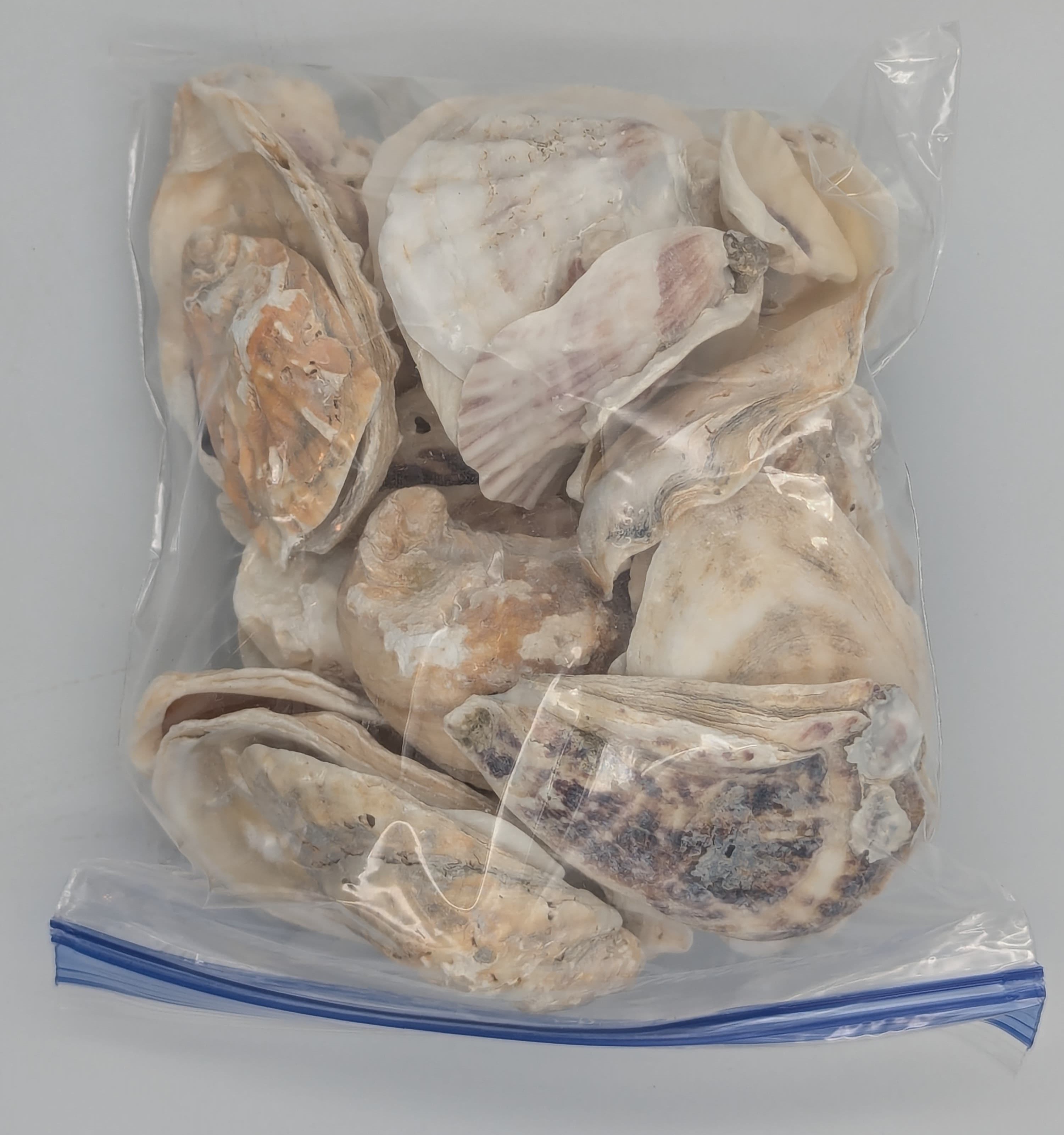 Mostly oyster shells.