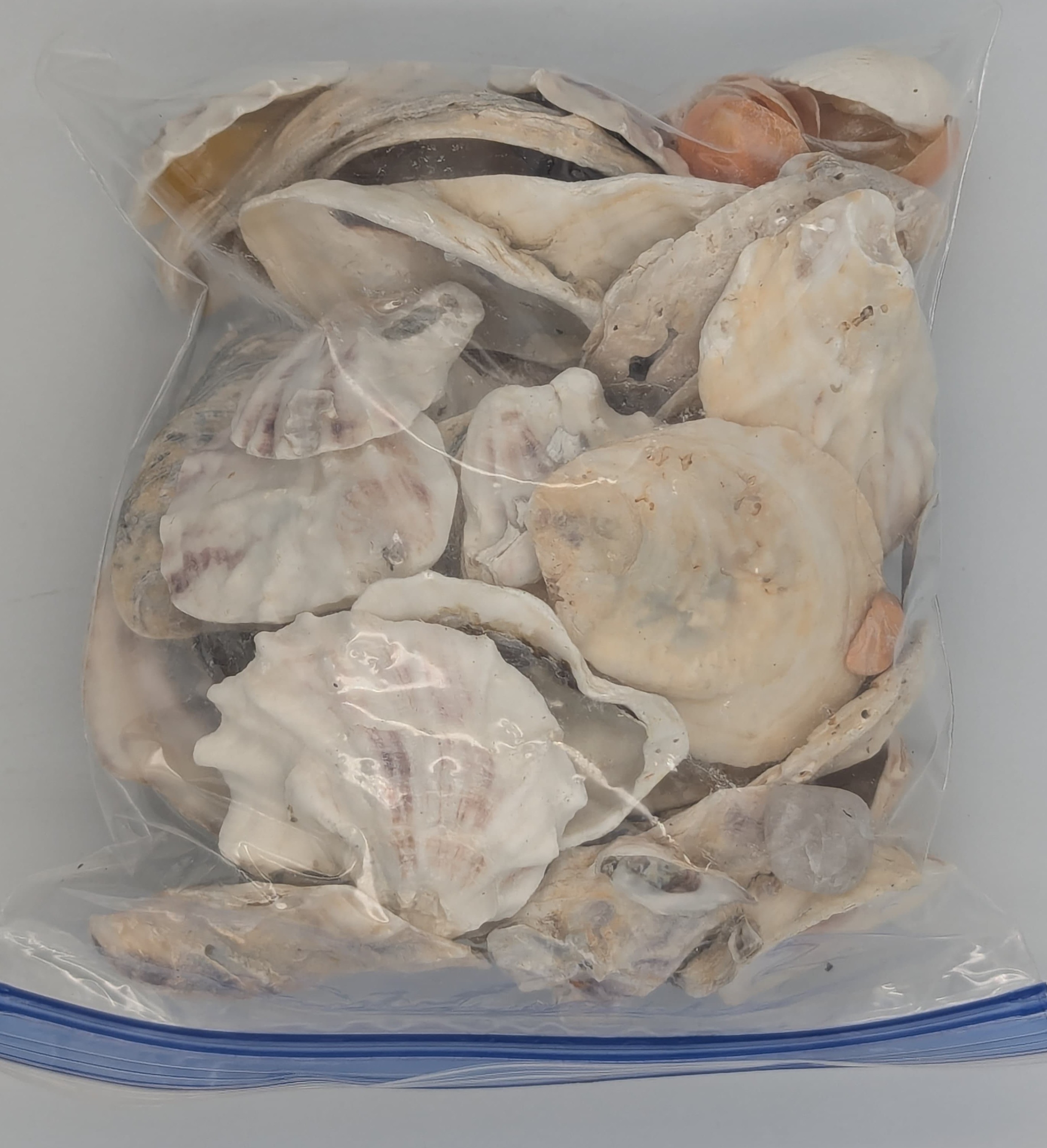 Mostly oyster shells.