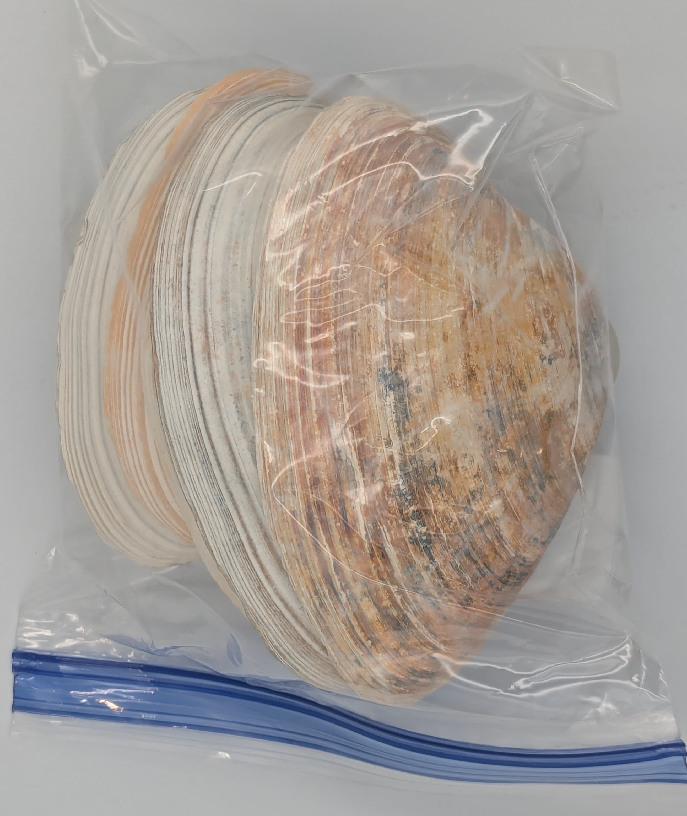 Quahog shells with colorful blue and orange stripes.