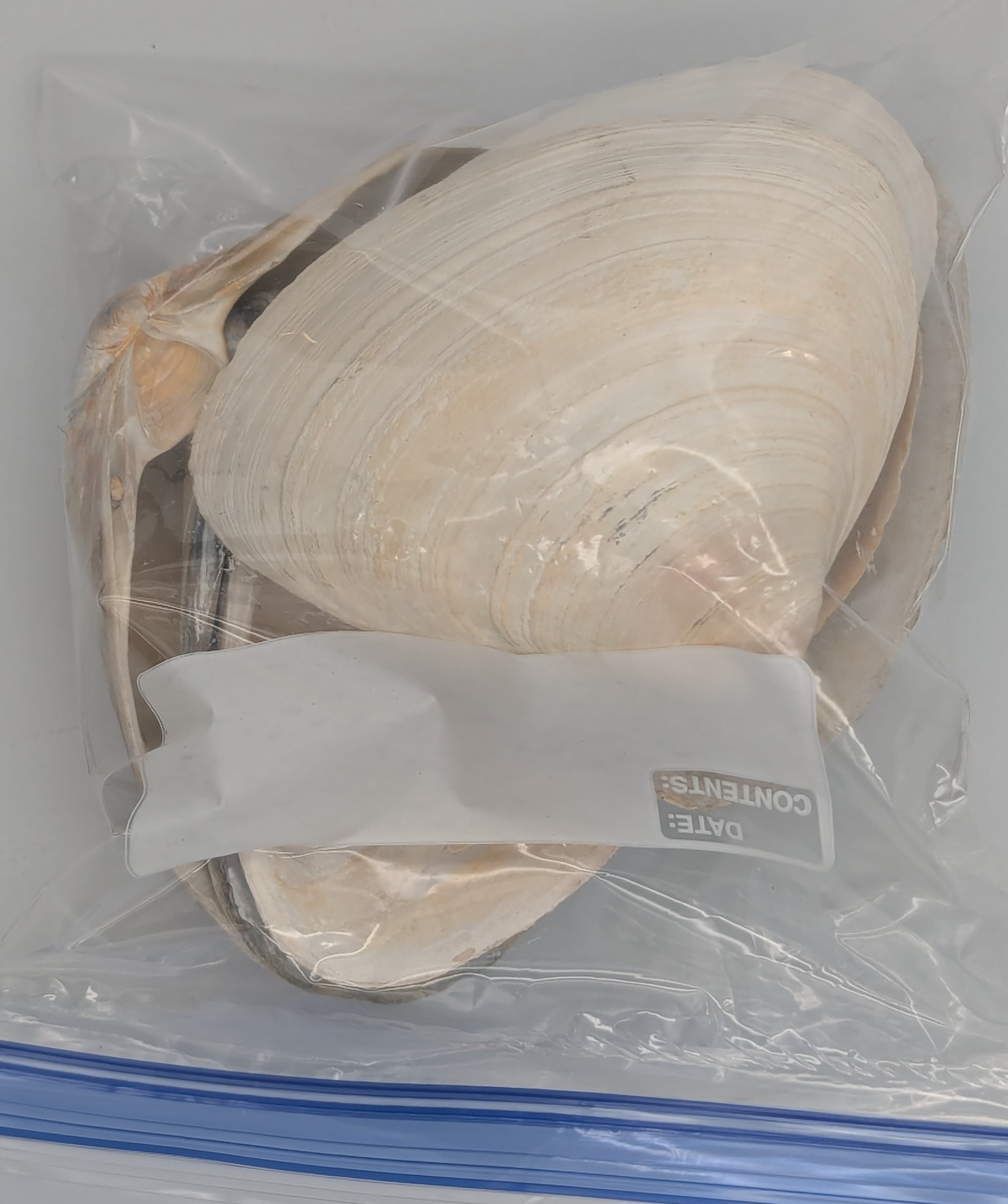 Some quahogs are plain old white.