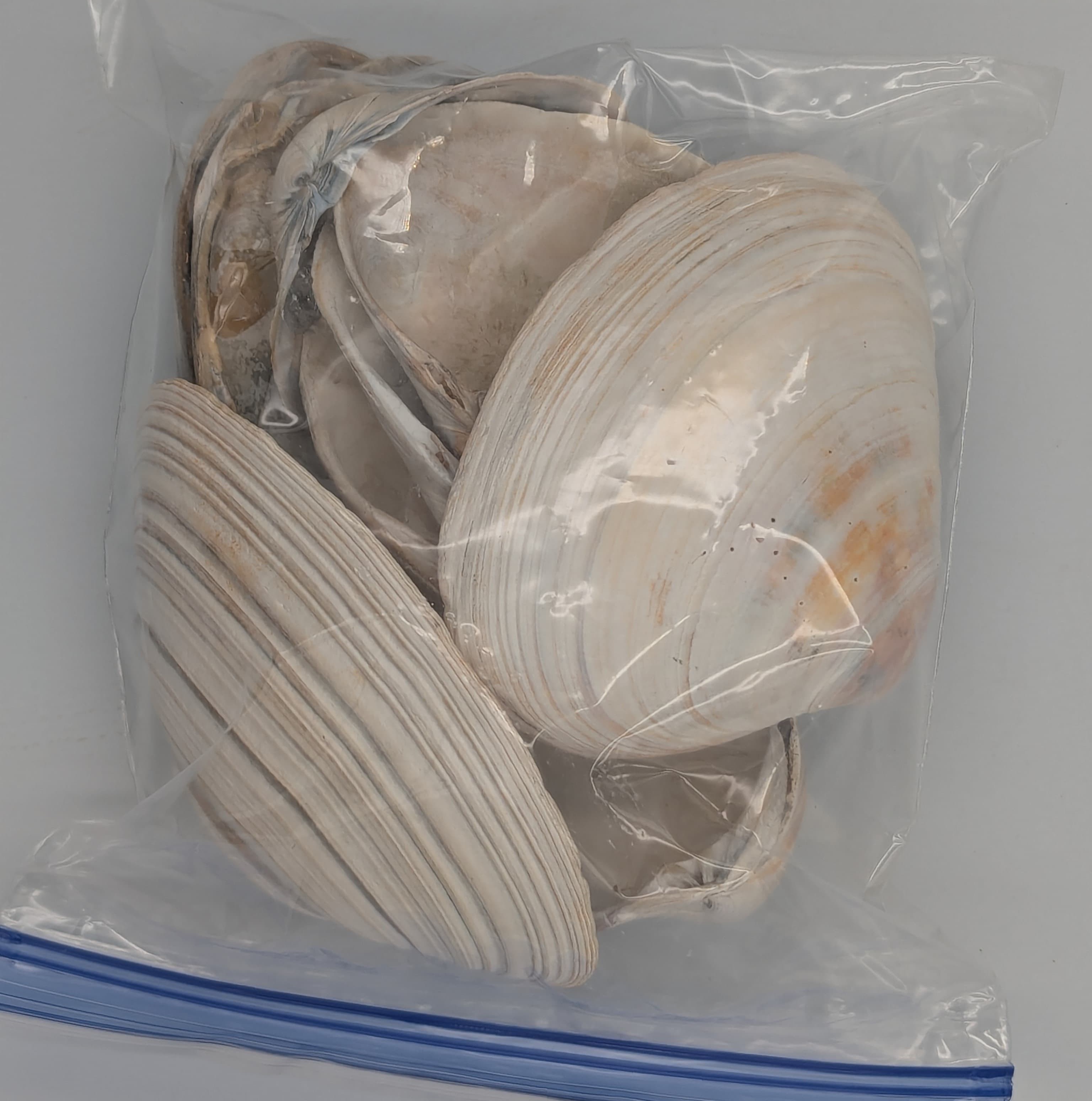 Quahog shells with colorful blue and orange stripes.