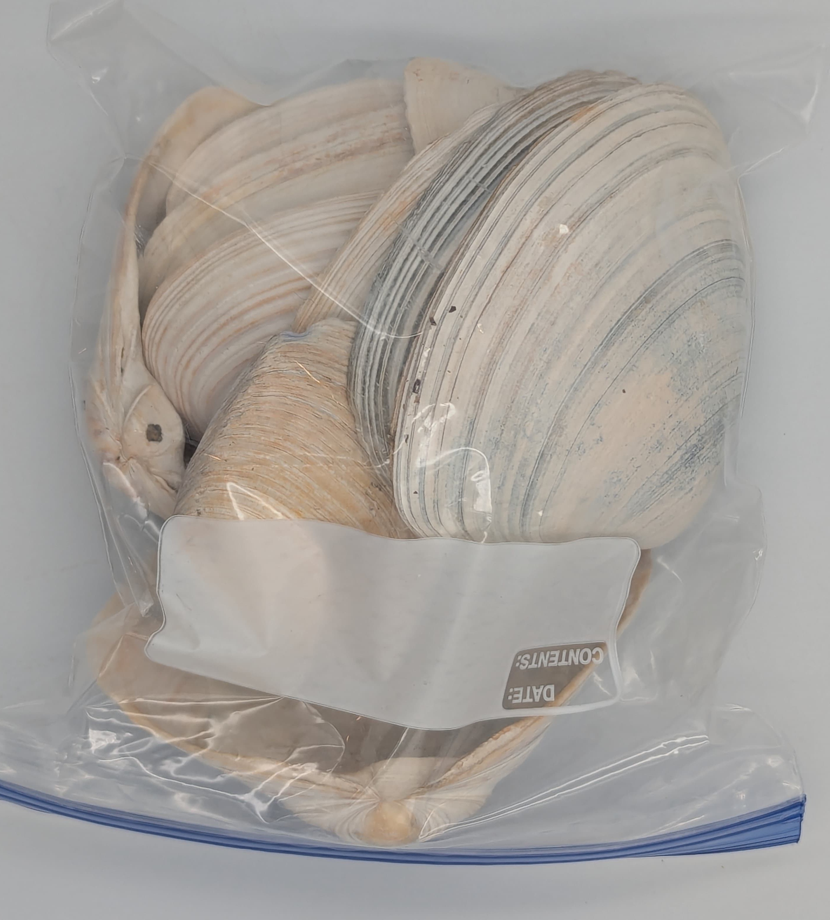 Some quahogs are plain old white.