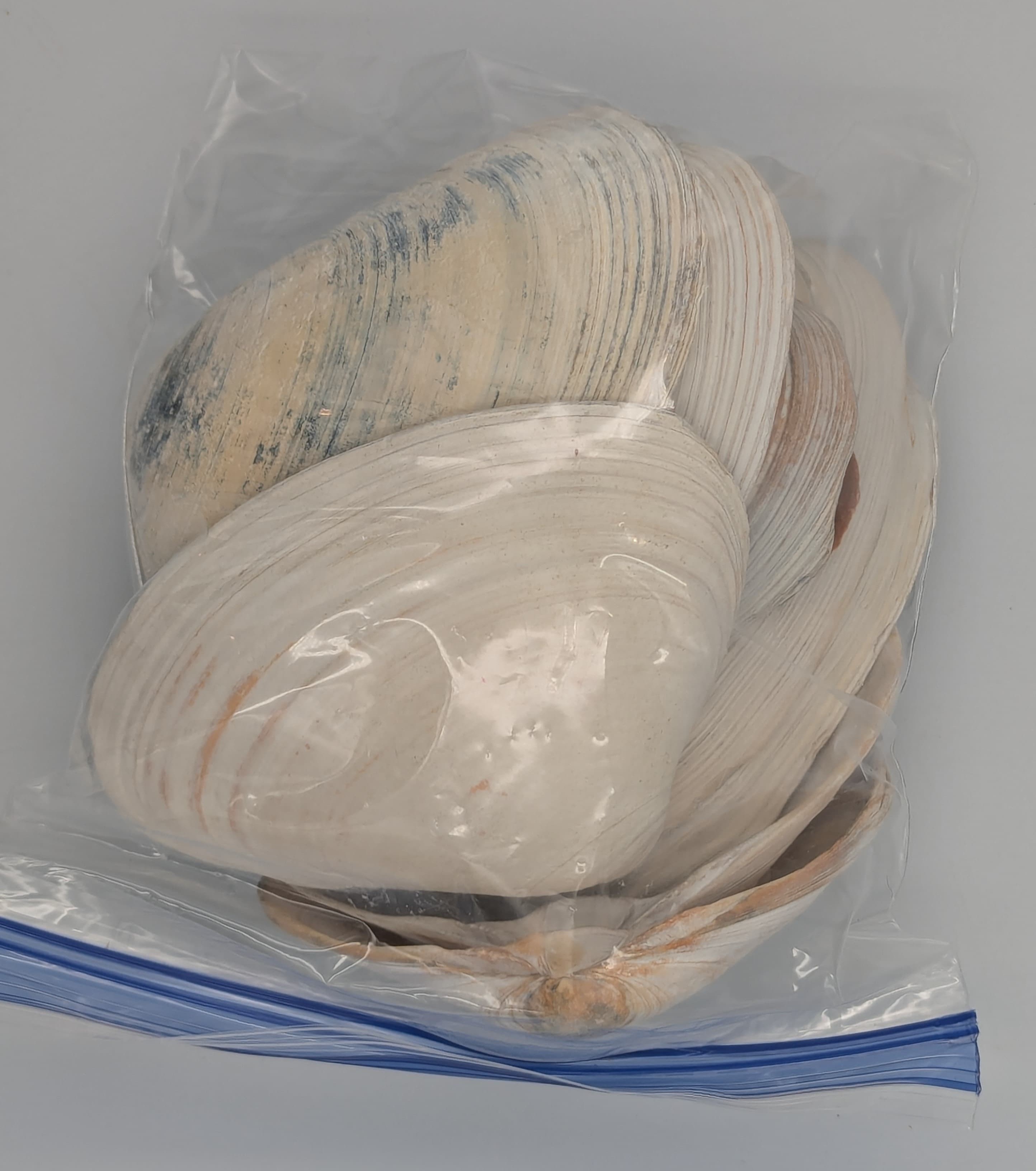 Quahog shells with colorful blue and orange stripes.