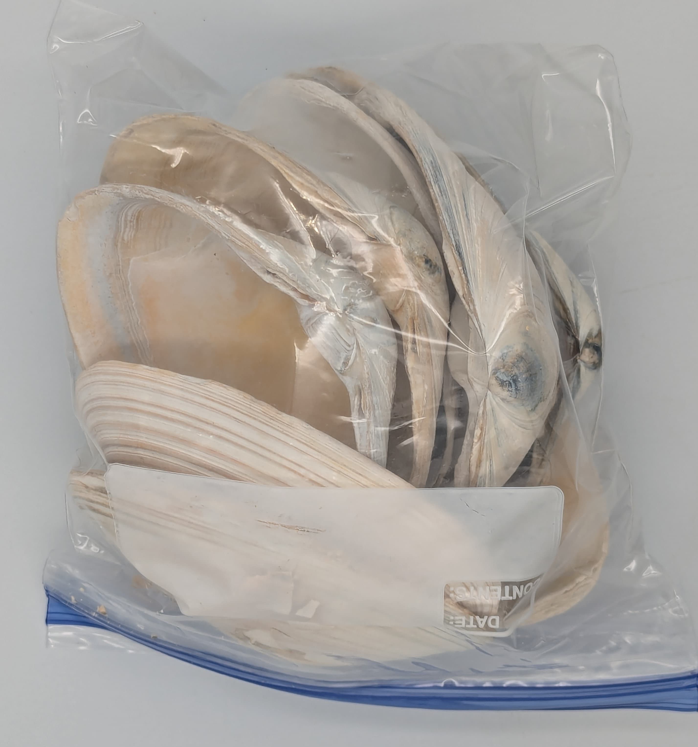 Some quahogs are plain old white.