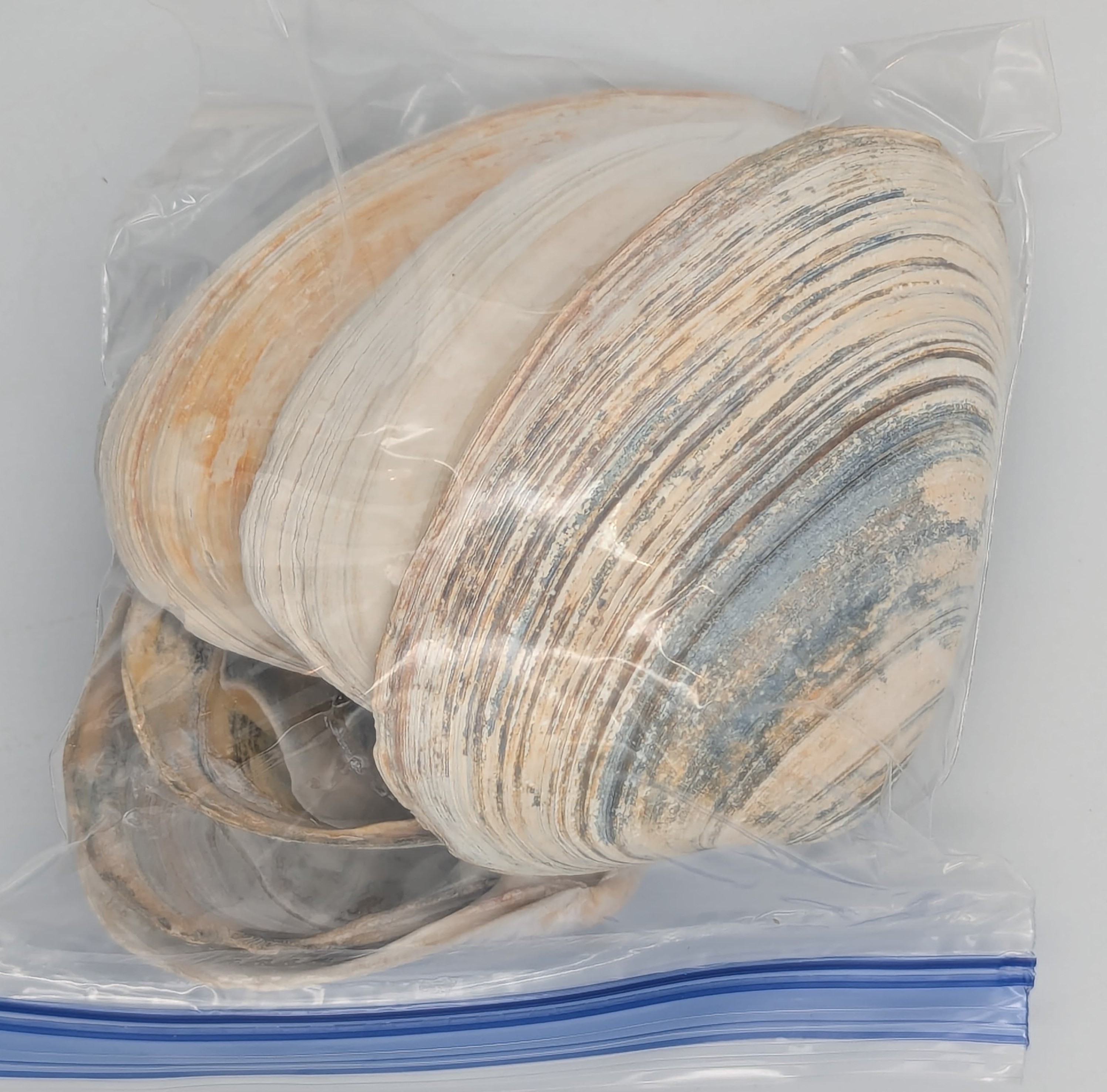 Quahog shells with colorful blue and orange stripes.