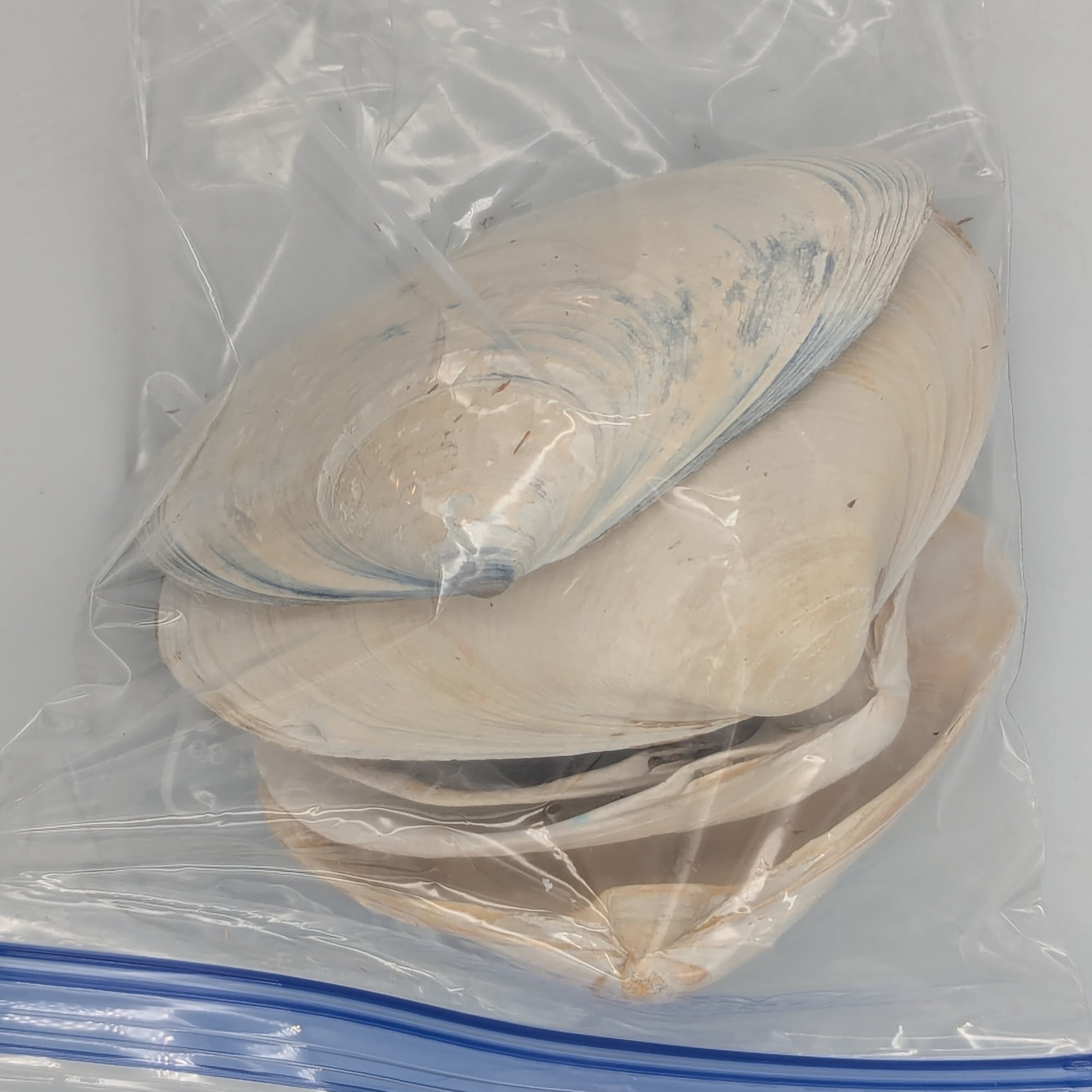 Quahog shells with colorful blue and orange stripes.