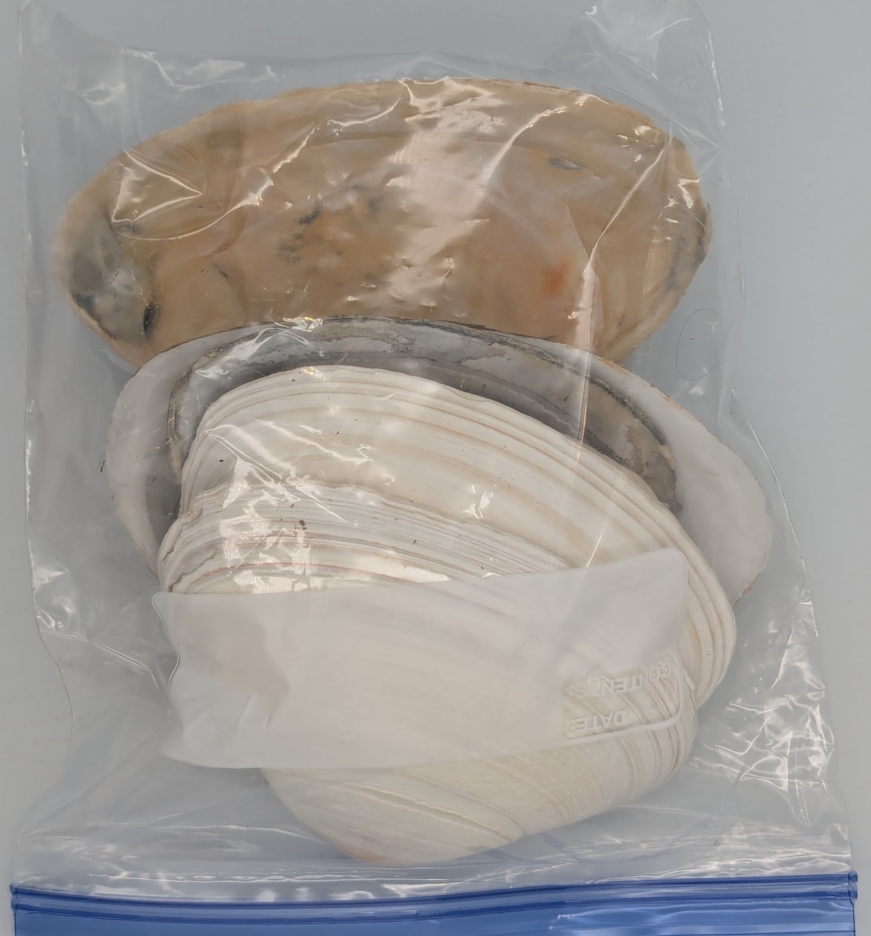 Some quahogs are plain old white.