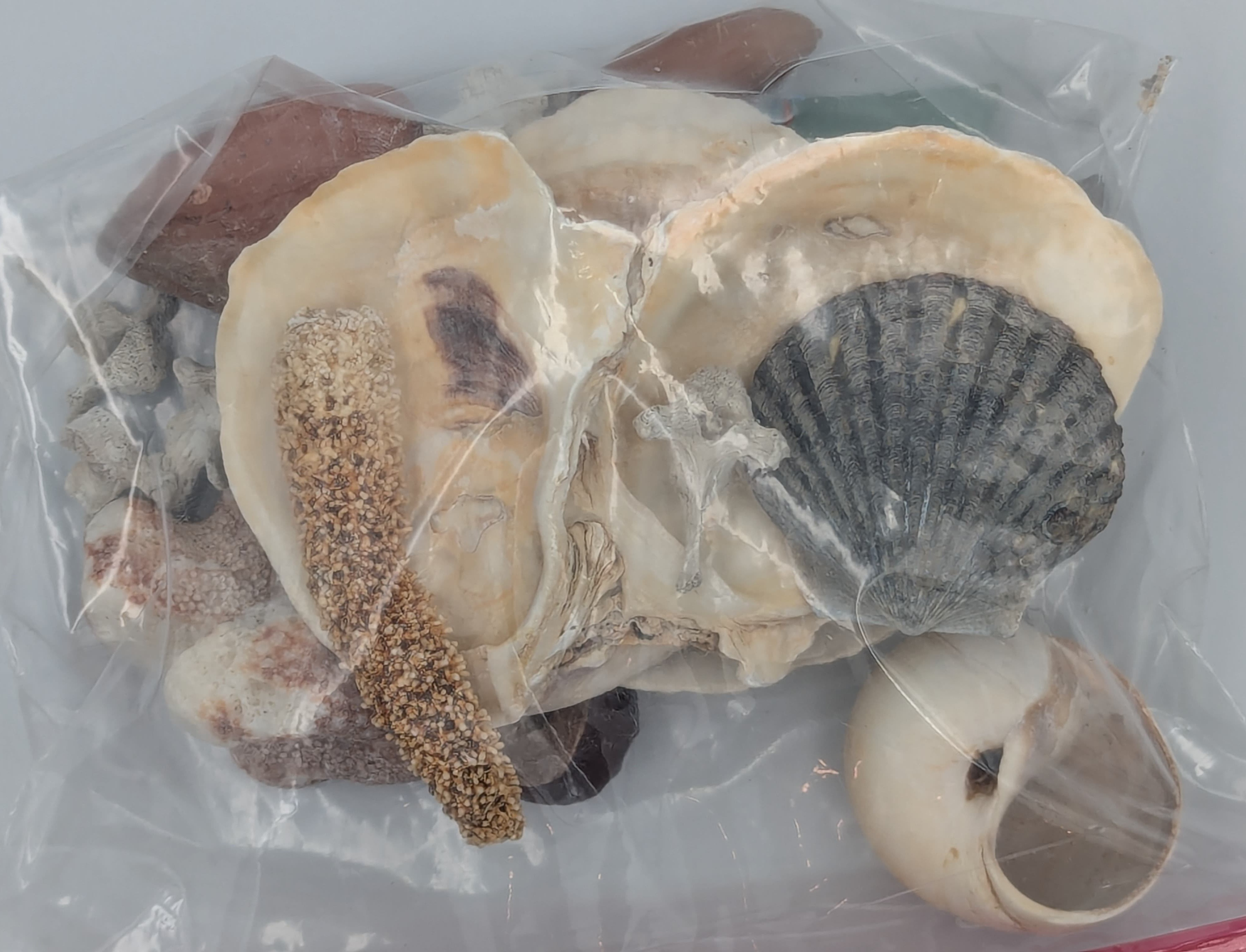 A couple of shells and a bunch of beach stuff...