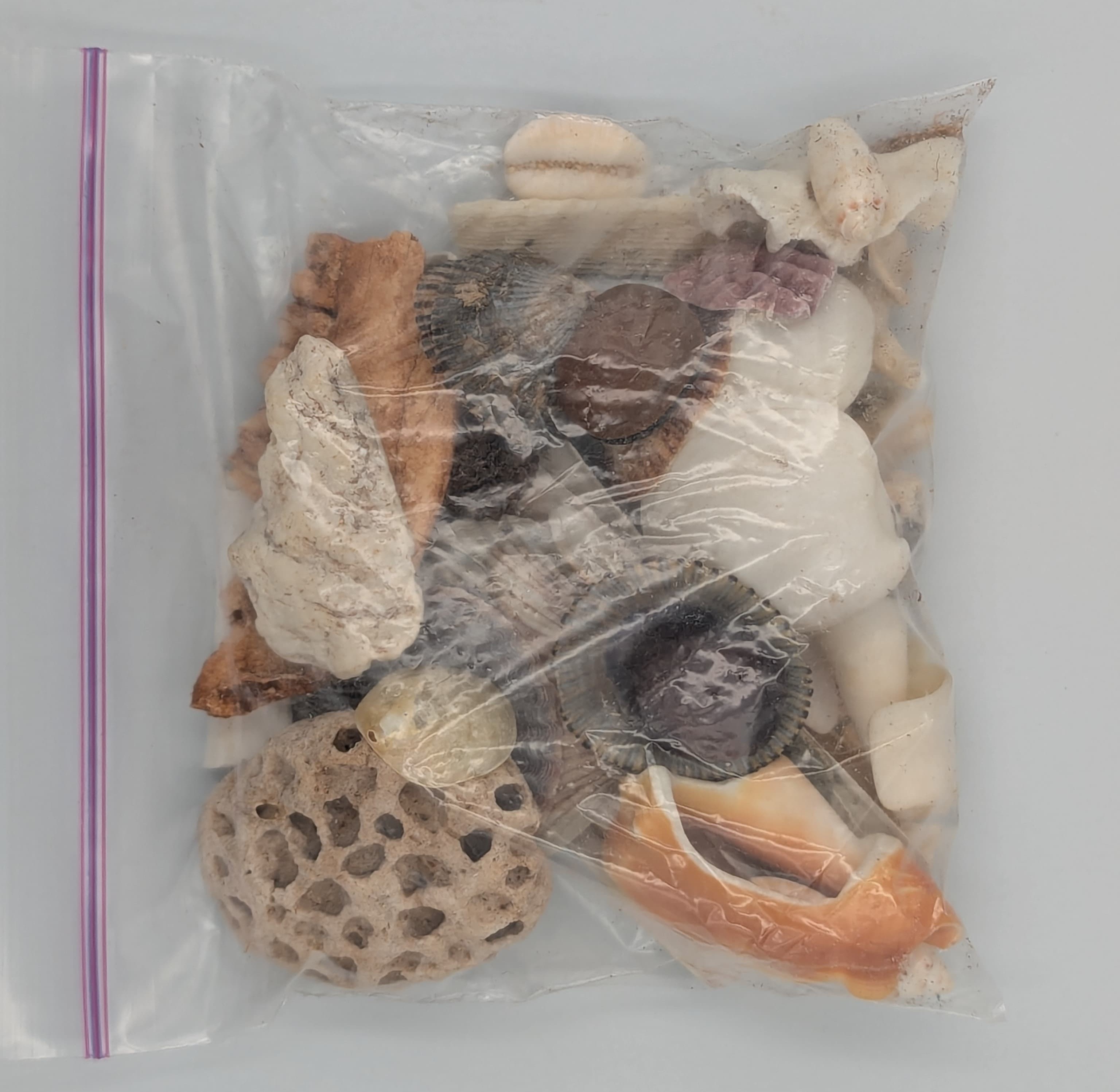 Miscellaneous shells, coral, and a jawbone??