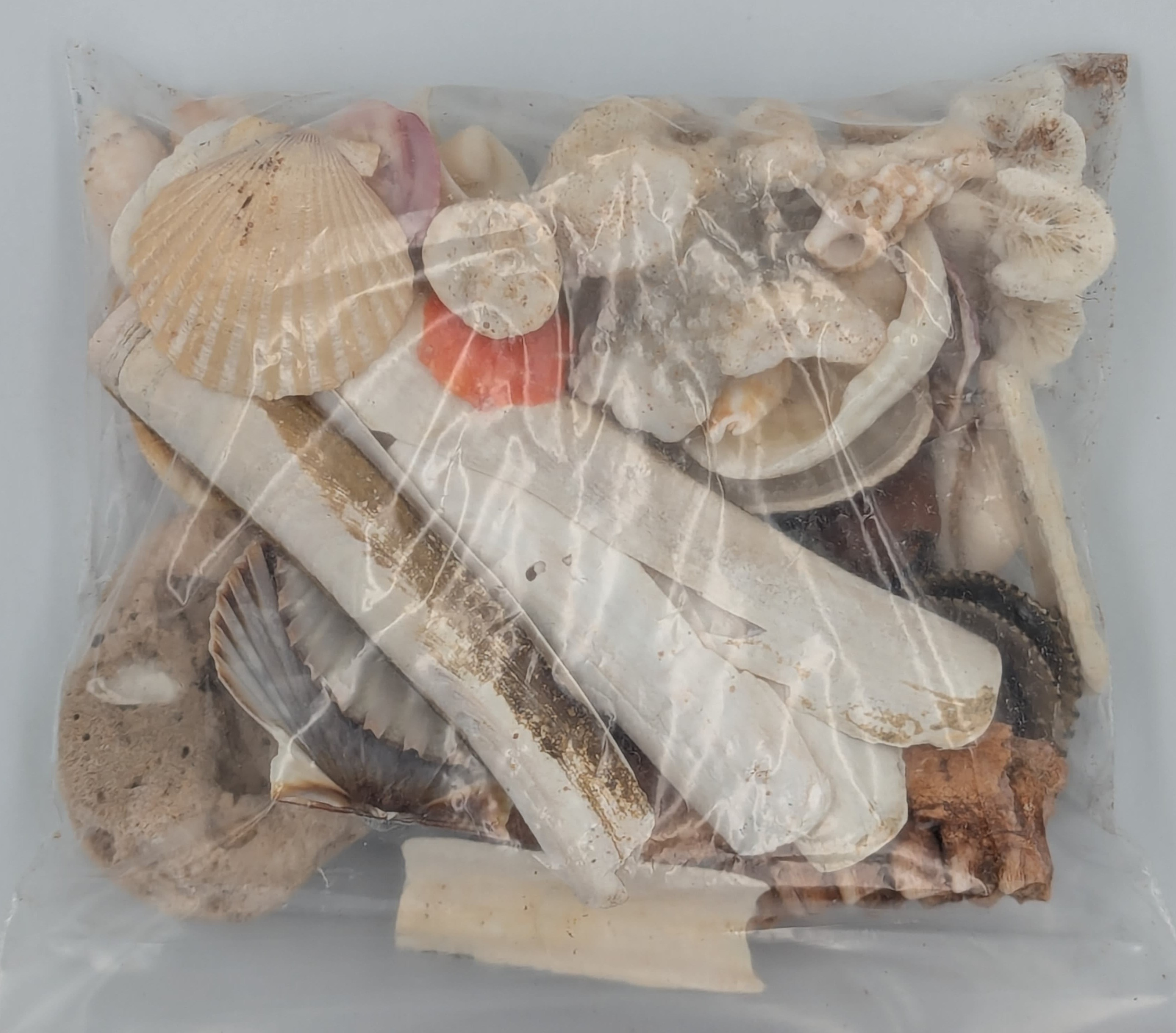 Jingle shell, a limpet, and some razor clam shells