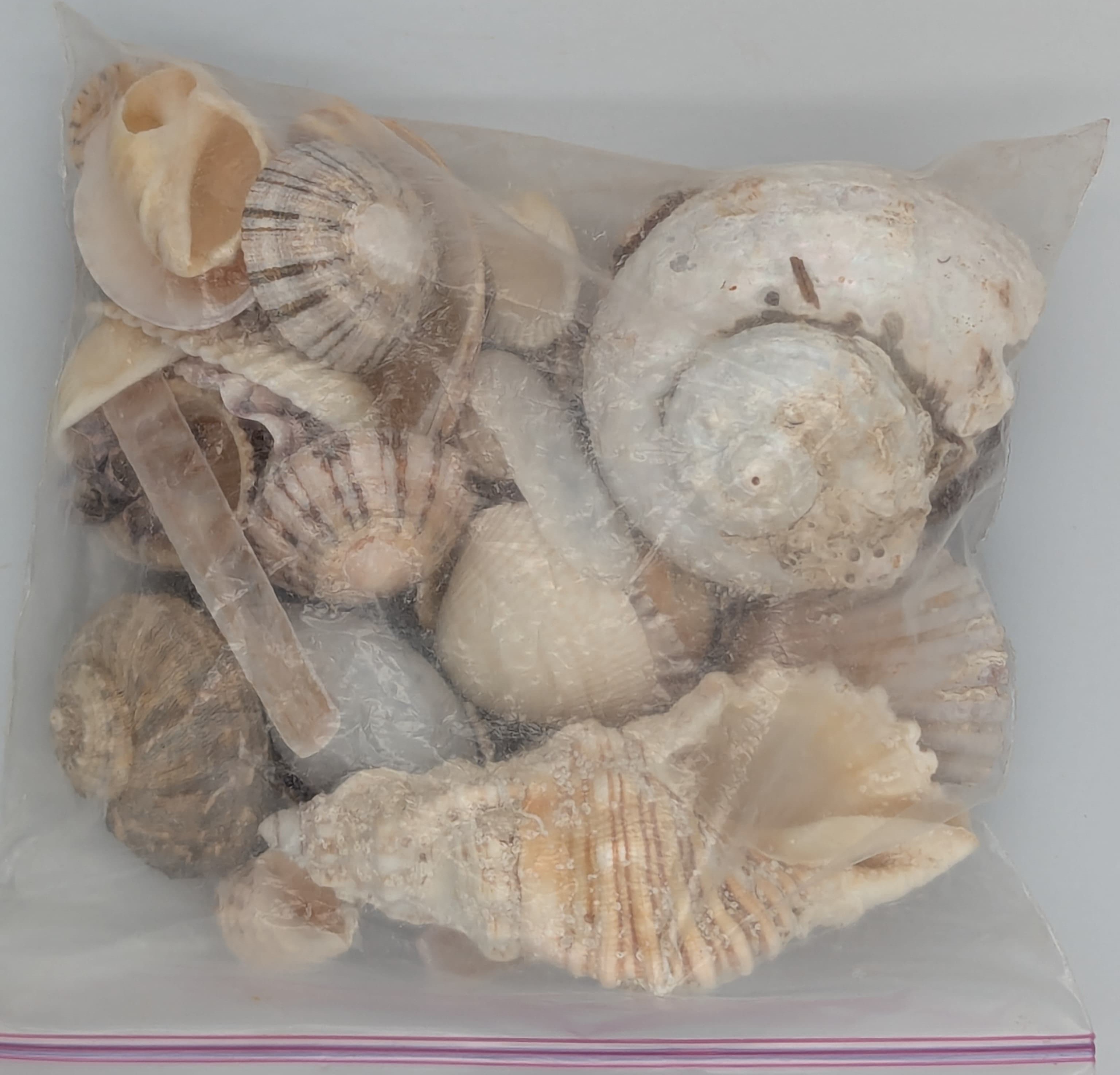 Interesting shells that you don't find in the USA.
