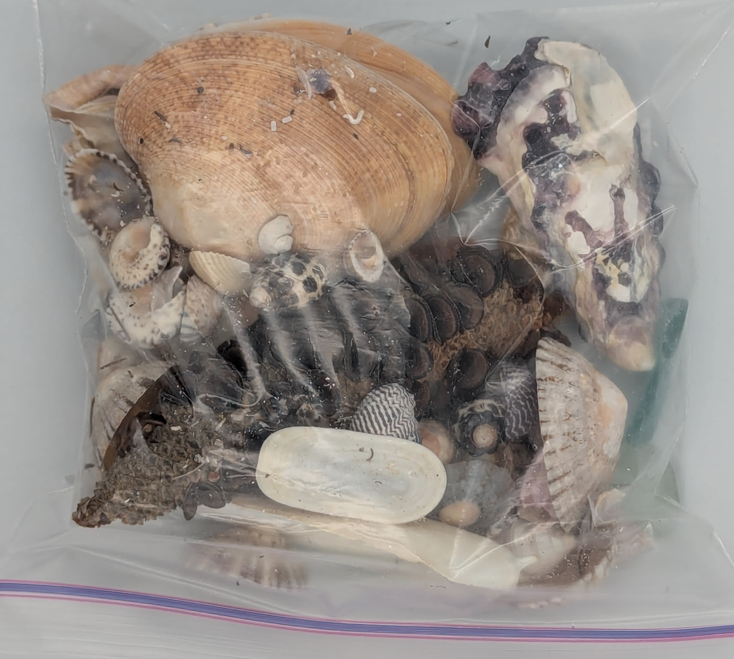 Limpet, more limpets, and a big fancy shell