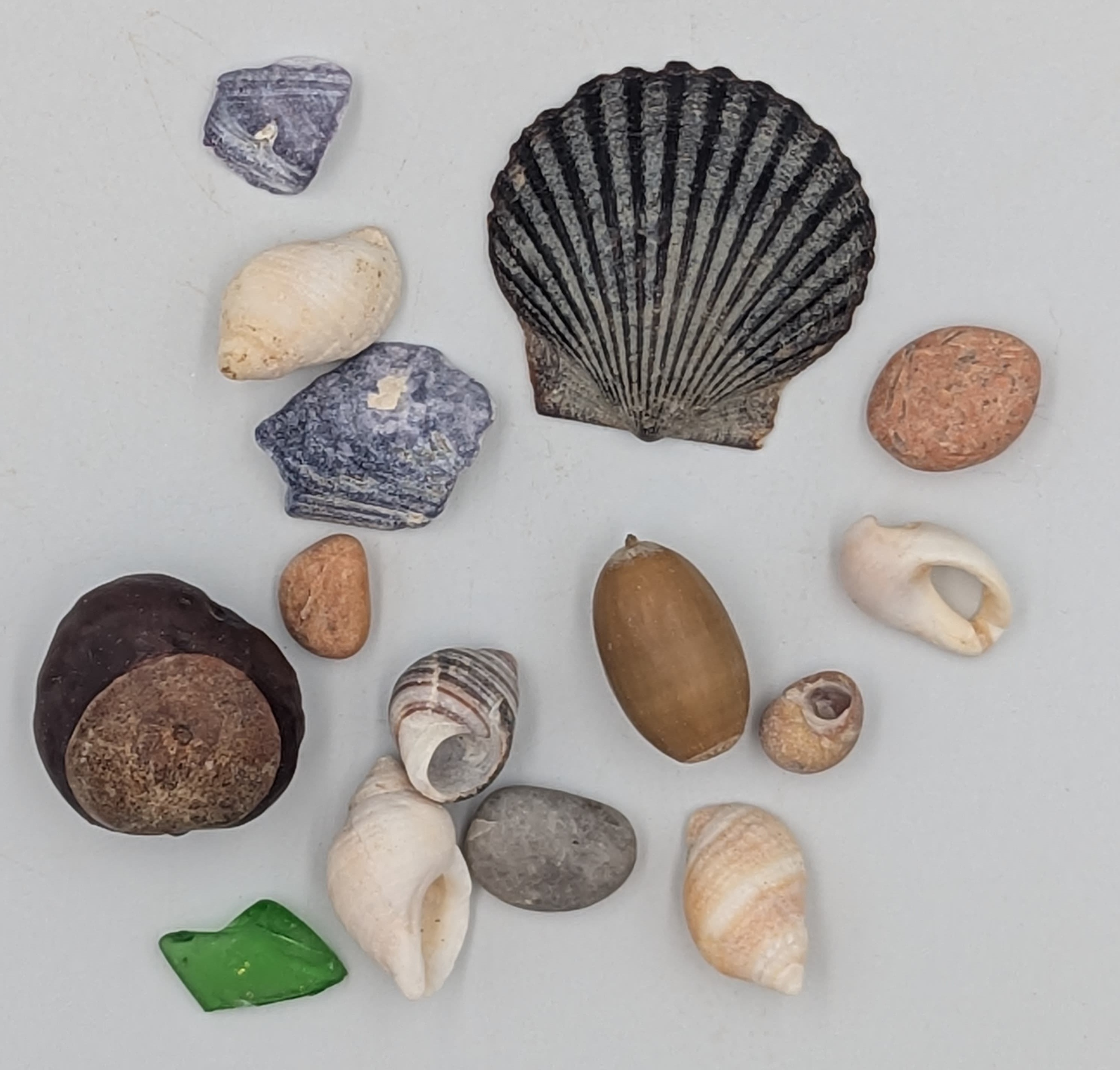 Shells, pebbles, sea glass, and acorns.