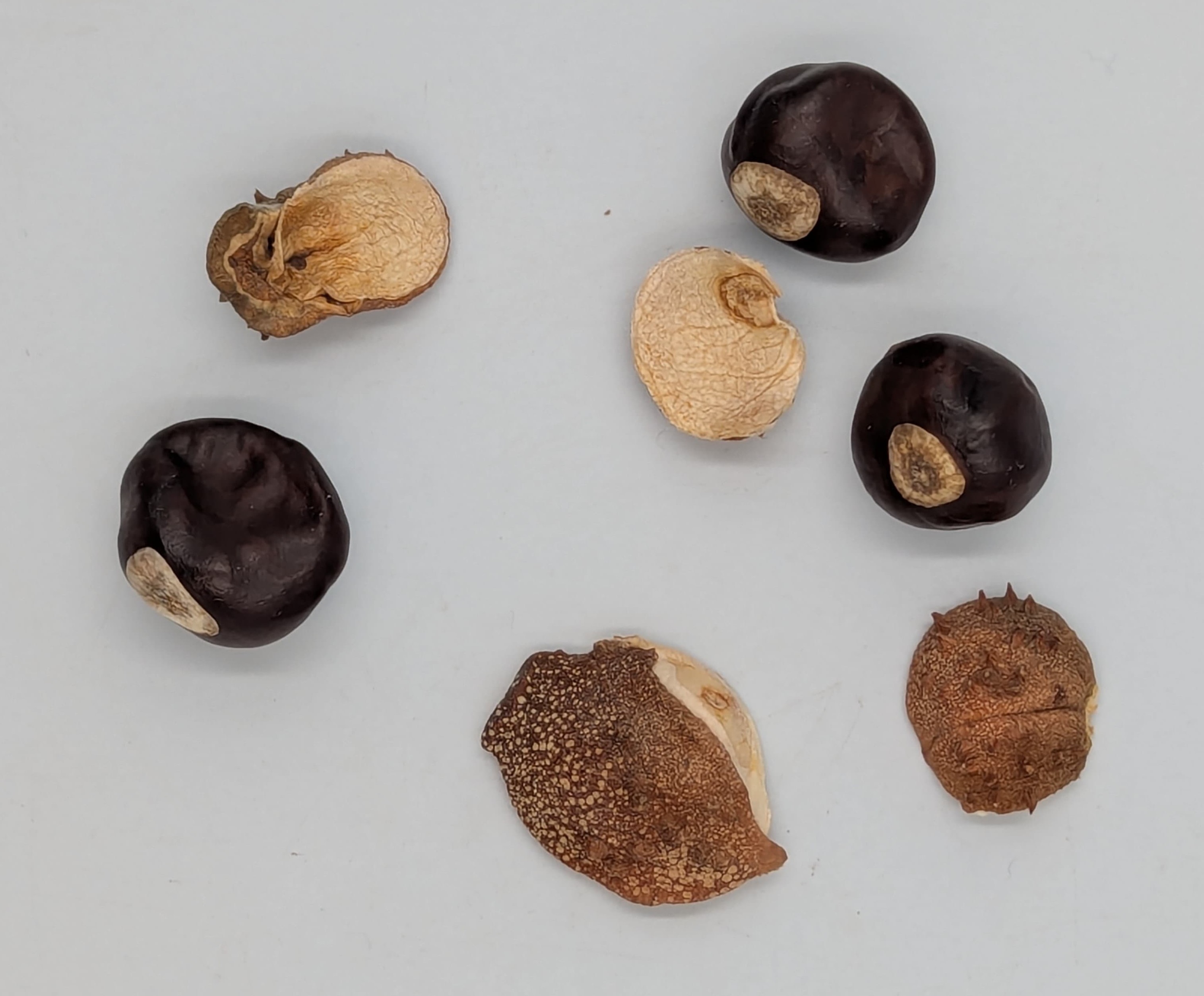 Dark brown chestnuts along with some of the husks they popped out of