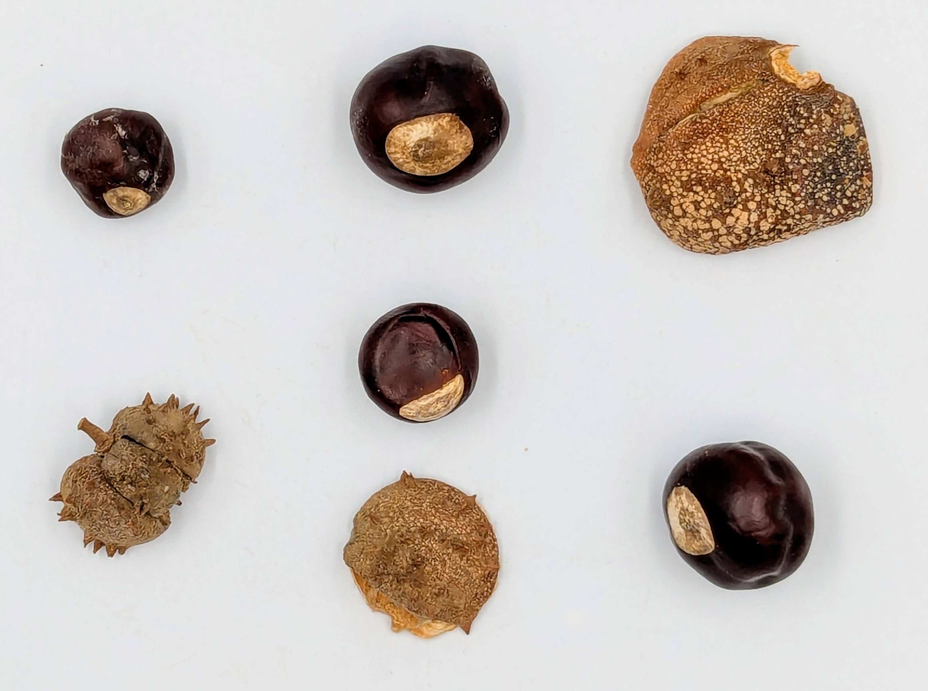 Dark brown chestnuts along with some of the husks they popped out of